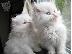 PoulaTo: Επικοινωνήστε μαζί μου μέσω Viber: ( +63-945-413-6749 ) Persian kittens...